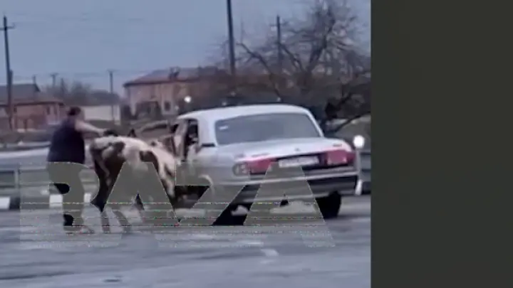Жителя Владикавказа сняли на видео впихивающим двух коров в Волгу