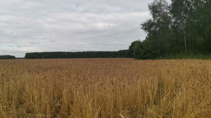 В Кольцово неадекватный мужчина увёл в лес троих детей