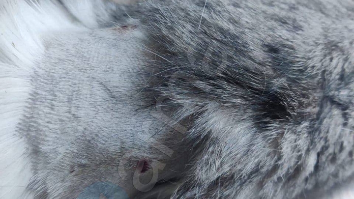 В Армавире живодёр расстрелял троих кошек