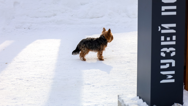Не красиво и не только: ветеринар рассказала о главной опасности газона с собачьими сюрпризами