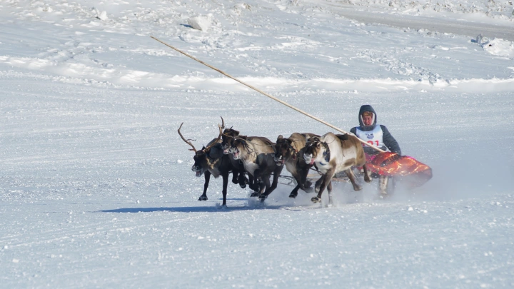 Арктика теряет способность поглощать углекислый газ: как это отразится на всём живом?