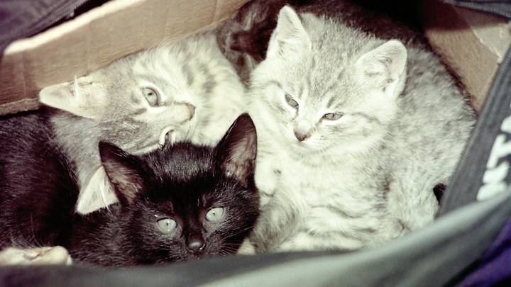 Кошаче-собачья дружба покорила Сеть: кот и алабай из Кабардино-Балкарии стали интернет-звездами