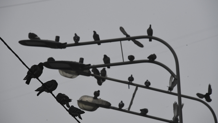 Загрязнение воздуха в Новосибирске достигло семи баллов 19 сентября