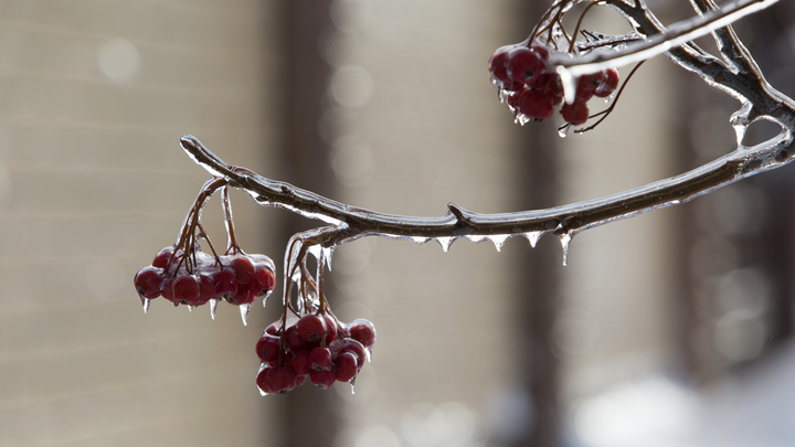 Стало известно, когда в Свердловской области может установиться снежный покров