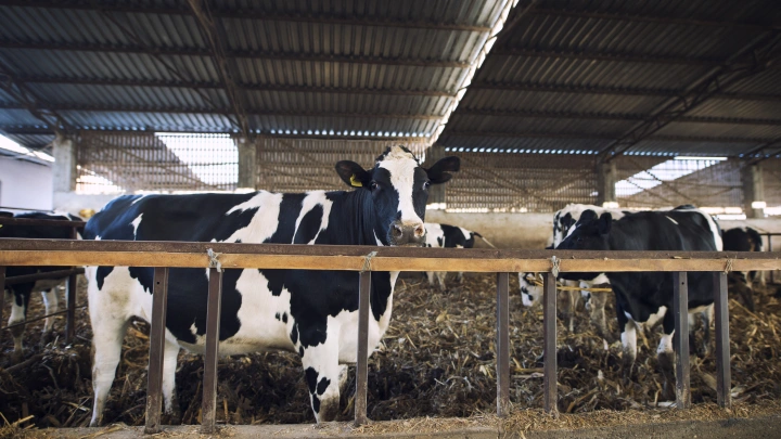 В Минсельхозе НСО назвали сроки снятия карантина после вспышки пастереллёза