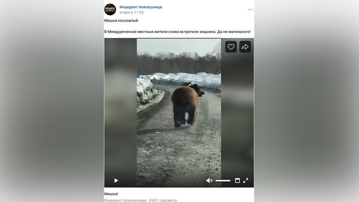 Бегущего по дороге медведя сняли на видео в Кузбассе