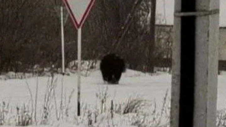 Раненый медведь‑шатун в Хабаровском крае попал на фото