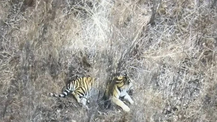 Амурский тигр попал под машину в Приморье и убежал в лес