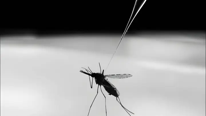 В новосибирском центре Вектор разработали экспресс-тест для диагностики лихорадки чикугунья