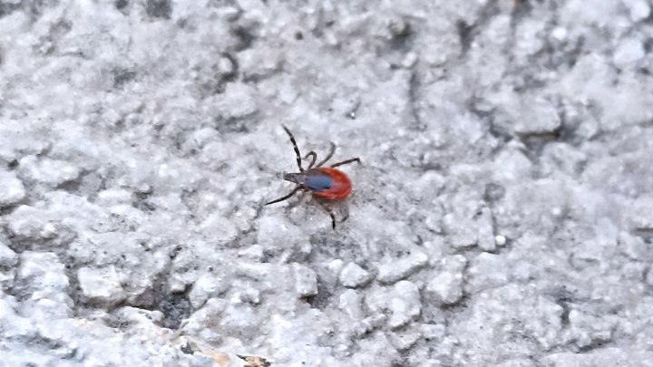 Врач Еделев предупредил об опасных клещах в подвалах многоквартирных домов