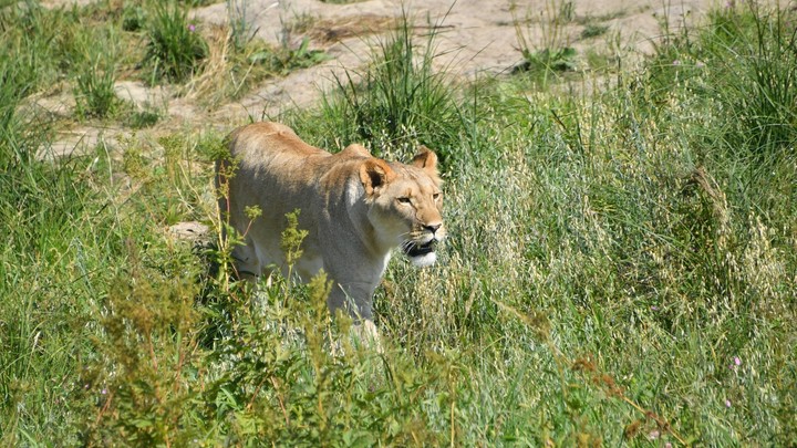 В Берлин ввели танки, чтобы поймать львицу. А она оказалась кабаном