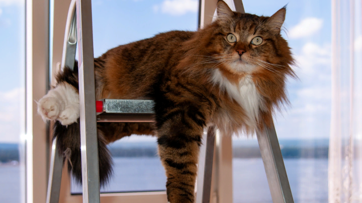 Британский парламент стал неподходящей средой: Приют отказался передавать кота для ловли крыс