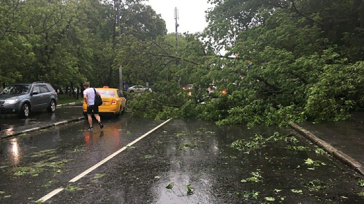 В Подмосковье упавшее из-за урагана дерево убило мужчину с ребенком