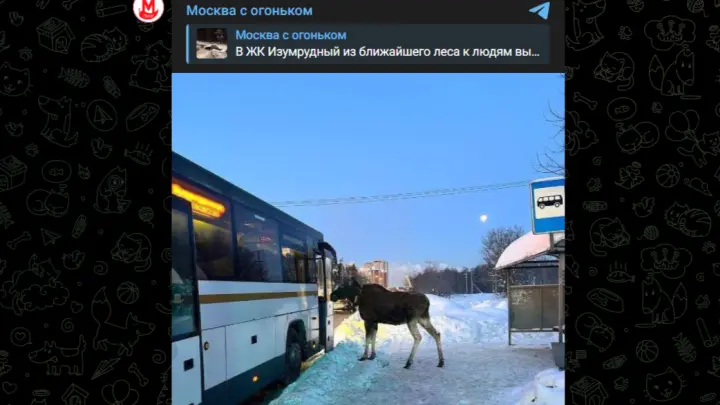 Из-за аномальных морозов лоси массово выходят к жителям Подмосковья