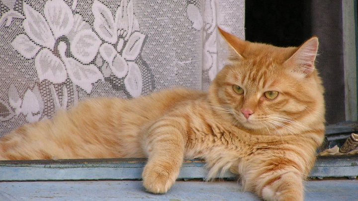 Крошик умер: За похудением 17-килограммового кота следила вся страна. Что с ним случилось?
