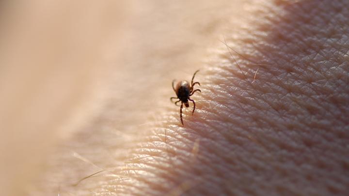 В Ивановской области за неделю 108 детей пострадали от укусов клещей