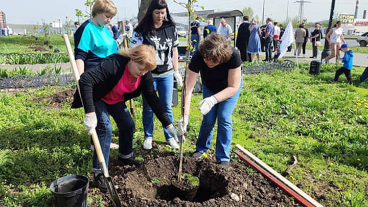 В Самаре высадили липовую аллею