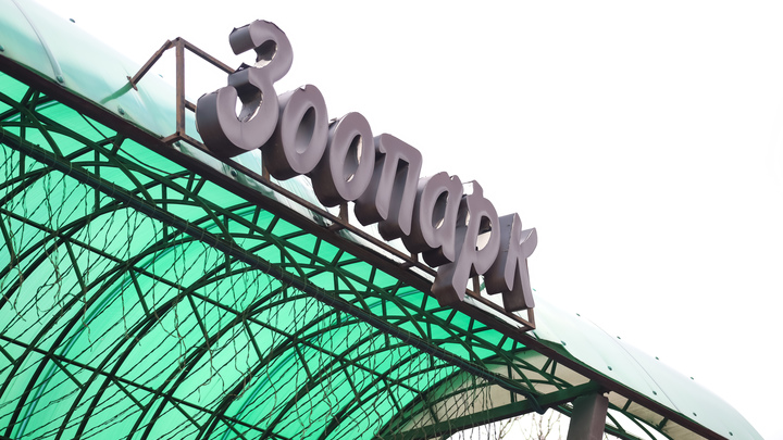 В новом зоопарке Перми появятся три дикобраза