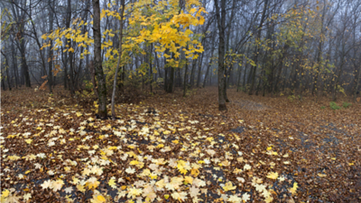 Синоптики обещают дождь с мокрым снегом, но в Челябинске будет солнечно