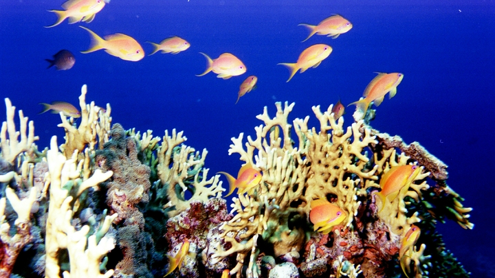 Учёные обнаружили нетронутый глубоководный риф на Галапагоссах