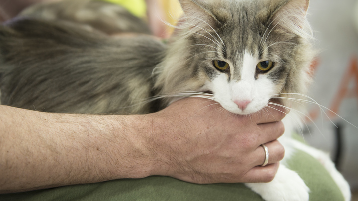 Всё равно что поцелуй: Стало известно, в каких случаях кошки медленно моргают