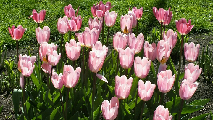 Дождливо и тепло: В первые дни недели на Кубани воздух прогреется до +18