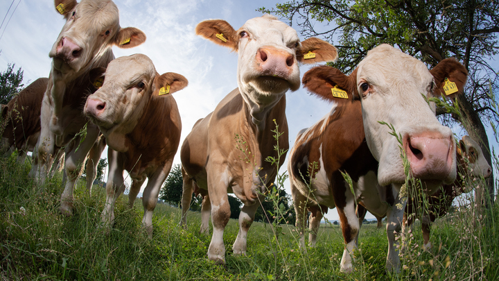 Будет катастрофа!: Фермеры предсказали космические цены на мясо