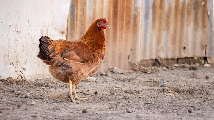 Куриная революция. Британские учёные раскрыли тайное прошлое цыплят