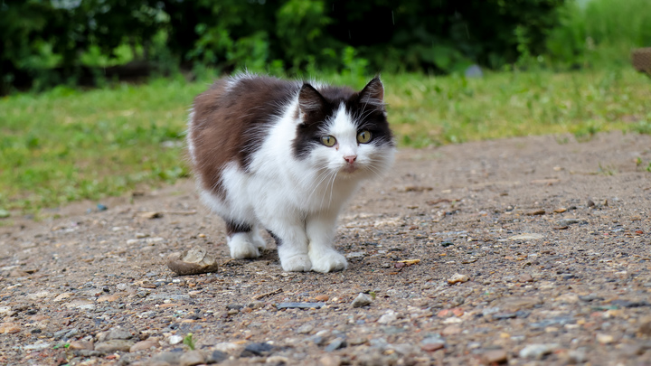 Зарыли по голову в песок: в Мостовском районе дети пытались заживо закопать кошку