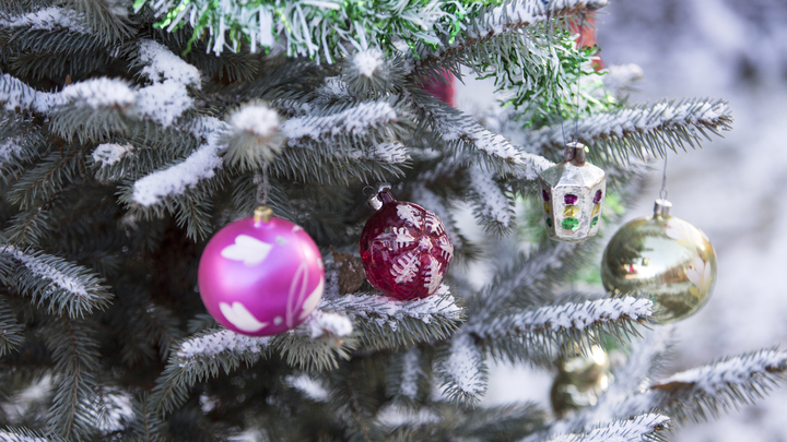 Сезон ёлочных скандалов открыт. В Уфе чиновники спилили чужую ель и установили на площади: Мешала газопроводу