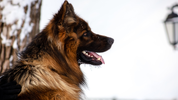 Привет от Балбеса: собака не пожалела жизни, защищая хозяина от дрона