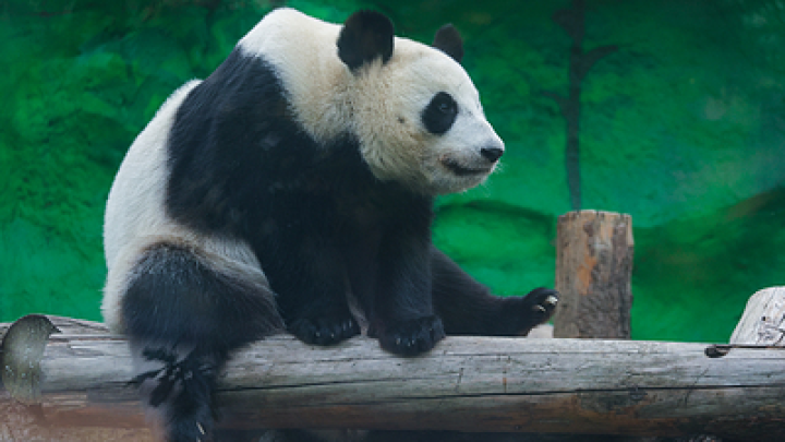 Московский зоопарк хочет прописать арендованную панду Катюшу у себя