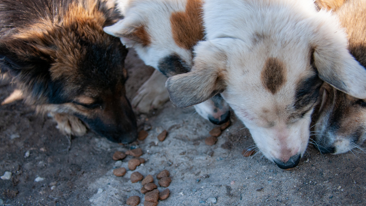 Полиция Краснодара начала проверку по поводу отравления щенка в Знаменском