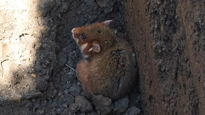 Дикий хомяк устроил переполох на полигоне по уничтожению боеприпасов в Краснодарском крае