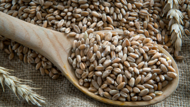 Нужно выполнять условия: В Кремле озвучили позицию Москвы по зерновой сделке