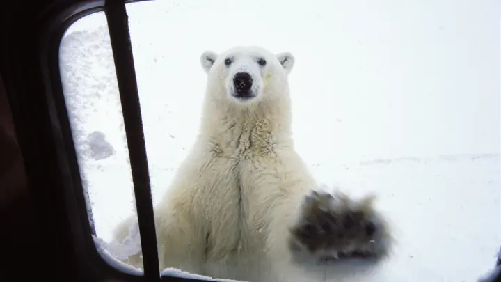 Американцы правы: Глава Таймыра встретил белую медведицу с медвежонком. Прямо в посёлке - реакция чиновника ошеломляет