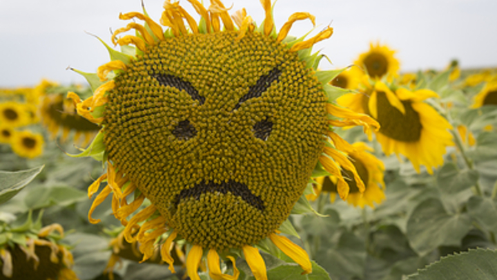 Депутат о ценах на растительное масло: Не должно быть хулиганства