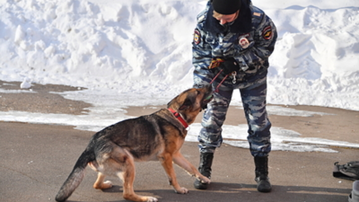 Владельцам домашних животных грозят штрафы: В Госдуме предложили законопроект