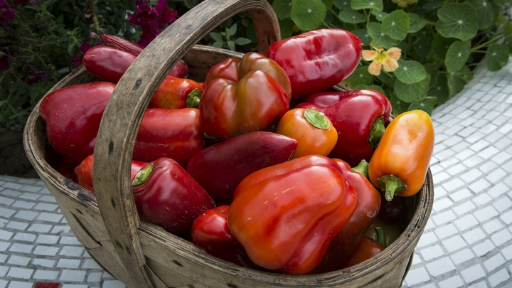 На закрутки и в салат: Как подобрать подходящий сладкий перец