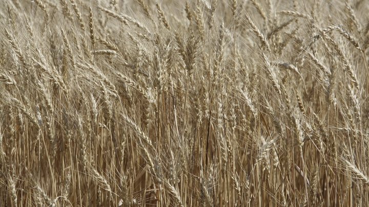 Киев сам заминировал свои порты: В МИД России напомнили, кто виноват в проблемах экспорта зерна