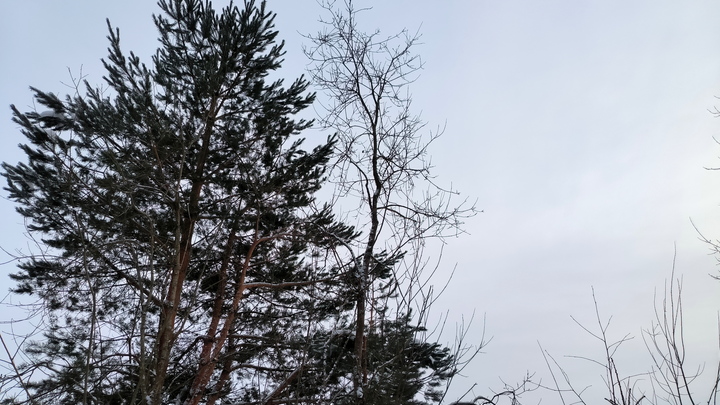 В Перми найдено еще одно уникальное дерево, которое может попасть в реестр
