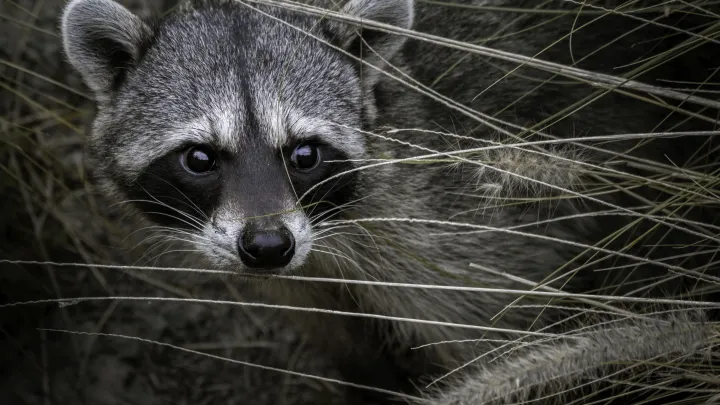 Пьяный дебош: енот разгромил алкомаркет и уснул в туалете