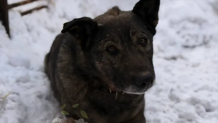 Собачке из челябинской пиццерии поможет четвероногий сосед