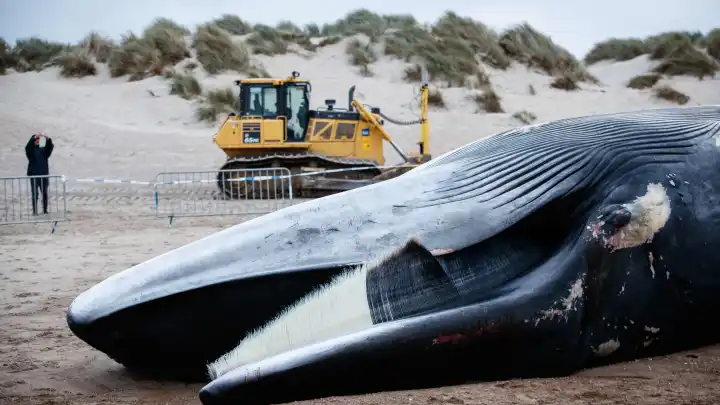 Огромного кита с верёвкой во рту выбросило на побережье Камчатки