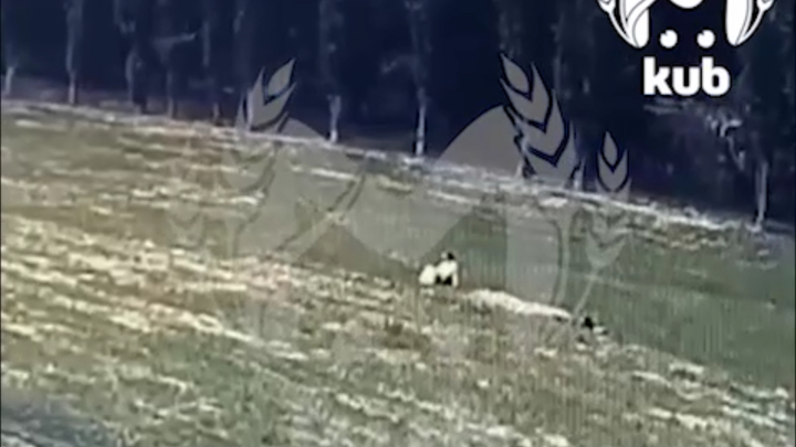 Появились кадры последних секунд жизни энергопрактика, трагически погибшей у КубГАУ