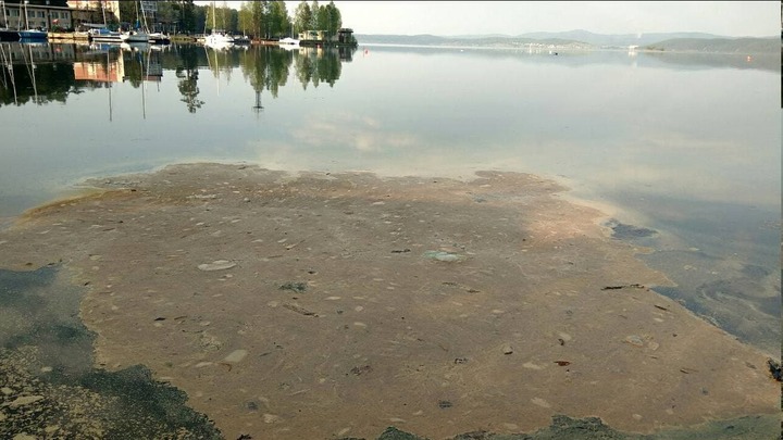 Во всем виноваты... деревья: вода в озерах Челябинской области стала бурой