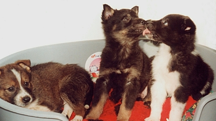 Живодёры бросили щенков в мешках в лесу под Казанью: Собаки спасены