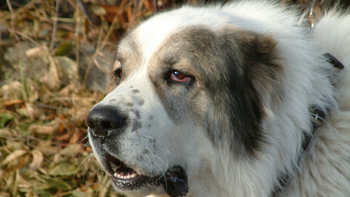 Никуда не уходила: Бросившийся в ледяную воду за собакой астраханец рассказал, что стало с животным