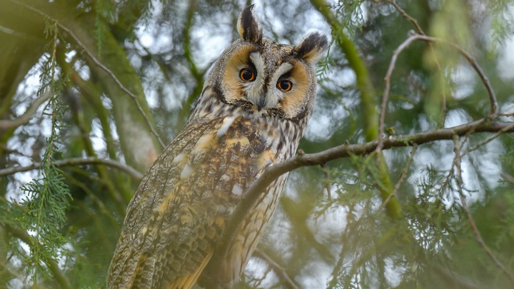 Долгое спасение сов в Сестрорецке завершено. Птиц выпустили на волю