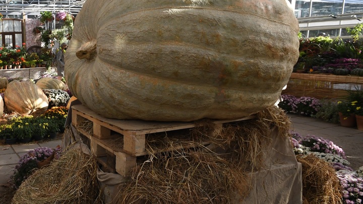 Школьник из Навашино вырастил 232-килограммовую тыкву